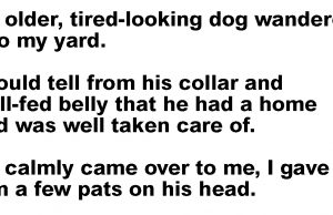 An older, tired-looking dog wandered into my yard.