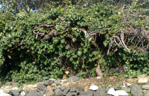 Can you find the cat in this photo?