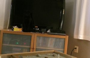 Most people fail – can you find the sneaky cat in this picture?