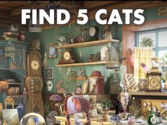 Find 5 Cats