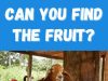 Can You Find The Fruit?