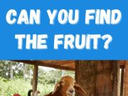 Can You Find The Fruit?