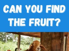 Can You Find The Fruit?